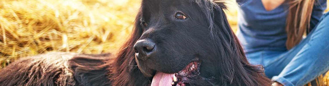 CBD: un enfoque prometedor para el bienestar canino