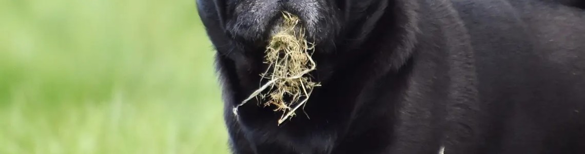 ¿Por qué mi perro come pasto?