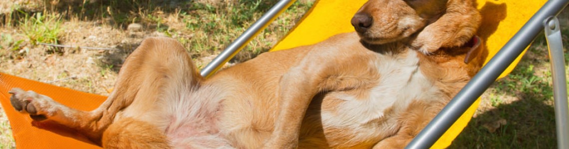 Por qué a los perros les encanta tomar el sol