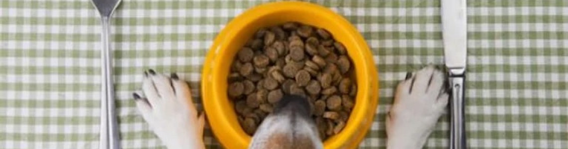 Alimentos húmedos para tu perro