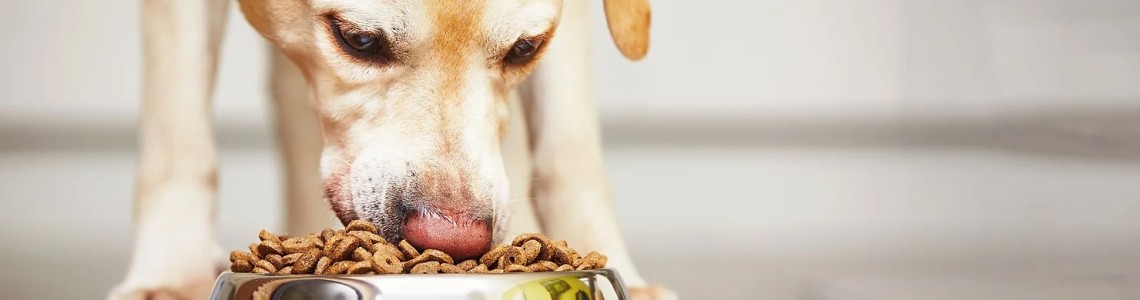 ¿Por qué es importante alimentar a tu perro con alimentos de alta calidad?