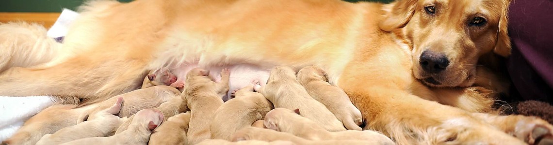 ¿Cuánto dura la gestación canina?